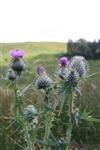 Scotland - definitely